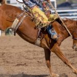 Time Cowboys conquista o bicampeonato da montaria em touros por equipe do Jaguariúna Rodeo Festival