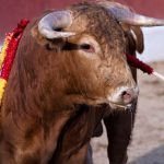 Rodeio de Touros: Tudo o que Você Precisa Saber para Apreciar as Disputas