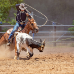 Confira a Programação Completa dos Shows de Rodeio da 50ª Expo Umuarama