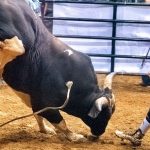 Projeto de Lei Busca Liberar Rodeios em São Paulo Após 32 Anos de Proibição: Impactos e Controvérsias