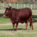 Proposta para que o Parque de Rodeios de Ibiaçá receba o nome de Rico Baschera: uma homenagem à cultura tradicionalista