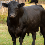 Governo do Tocantins participa da abertura do rodeio da 42ª ExpoAgro Miracema