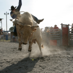 Mickey Mouse supera Acesso Negado e se torna o mais caro touro de rodeio do Brasil