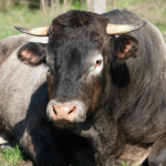 Tecnologia brasileira reduz ‘arroto de boi’ e transforma a criação de gado