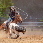 Câmara dos Deputados amplia mercado regulado e aposta online muda com inclusão de rodeios e turfe