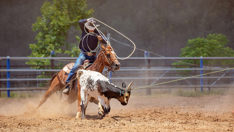 Peruíbe em Debate: Reflexos da Proposta de Liberação de Rodeios na Cidade Litorânea