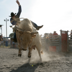 Câmara dos Deputados amplia mercado regulado e aposta online muda com inclusão de rodeios e turfe