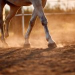 Rodeio universitário em Bagé: tradição, economia local e o impacto do retorno após uma década