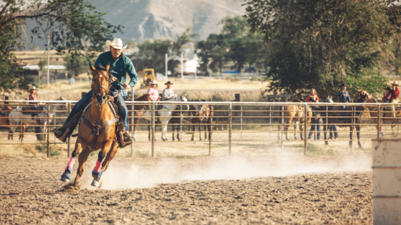Globo é processada por ONGs por documentário sobre rodeios: debate sobre ética animal ganha força no Brasil