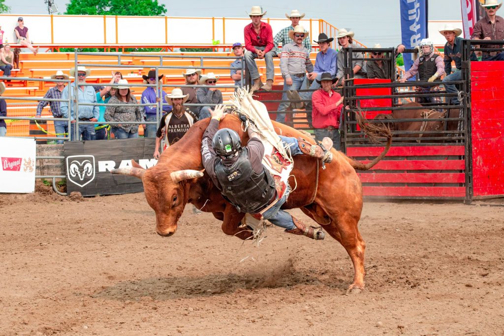 Cowboy monta um touro durante uma competição de rodeio diante do público