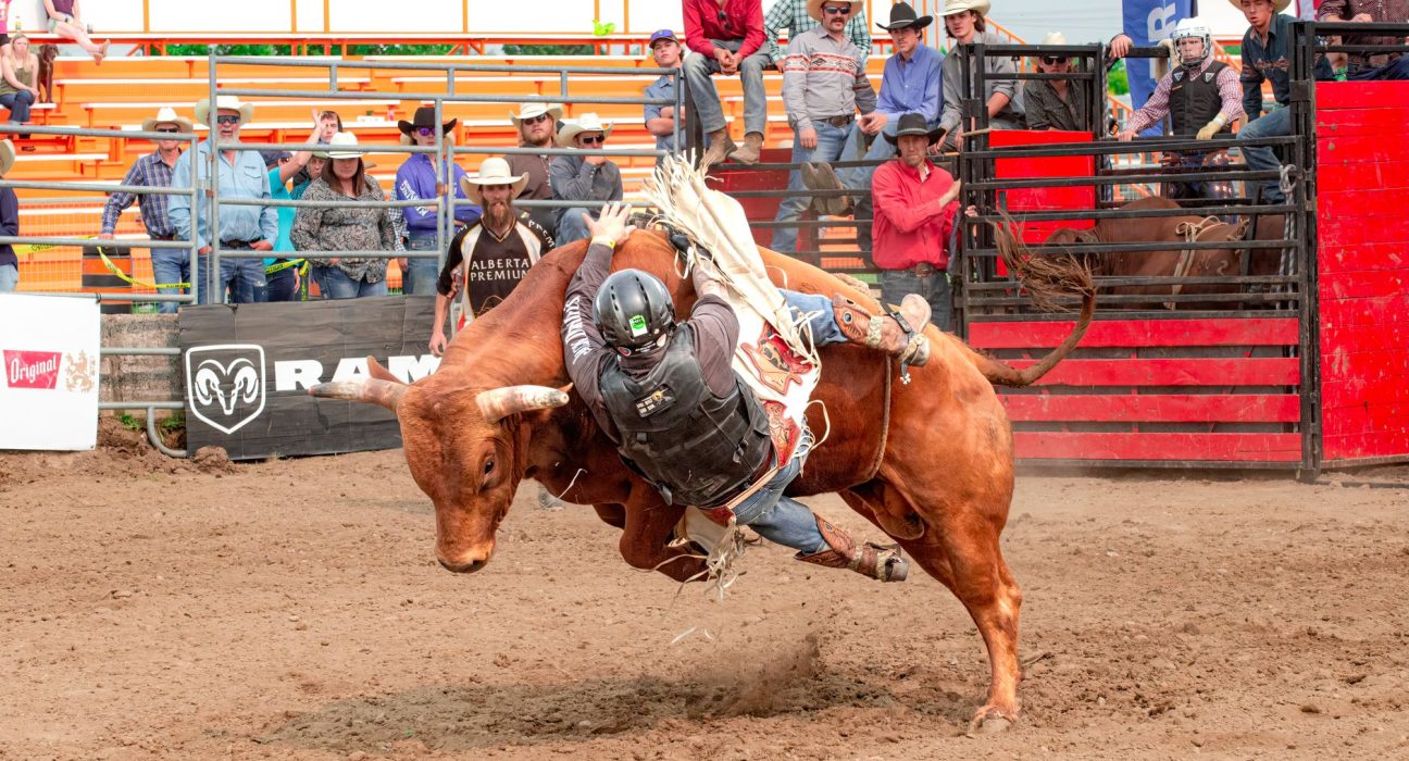 Cowboy monta um touro durante uma competição de rodeio diante do público