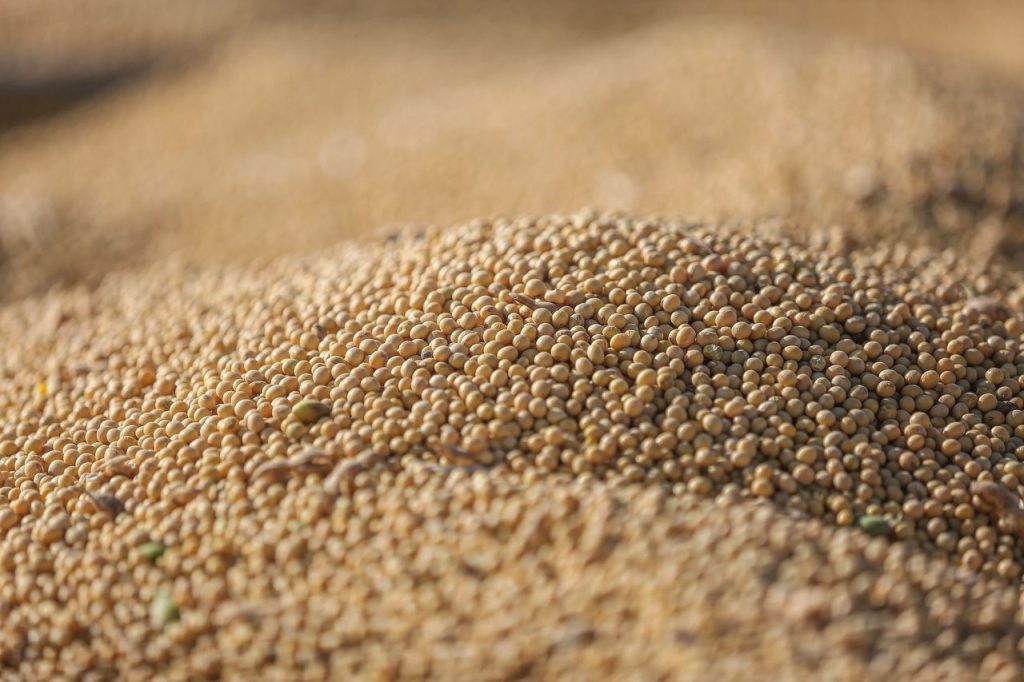 Grãos de soja colhidos em detalhe, evidenciando a produção agrícola.