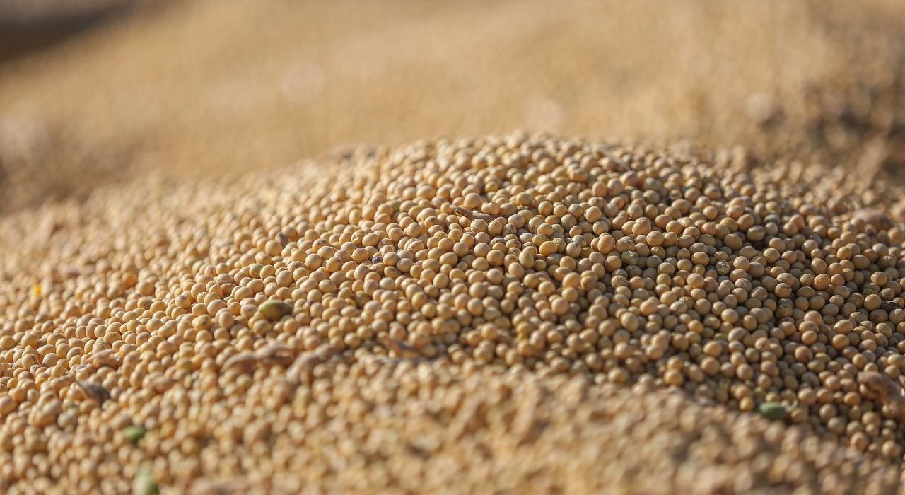 Grãos de soja colhidos em detalhe, evidenciando a produção agrícola.