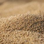 Vazio sanitário e ferrugem asiática: Como o calendário agrícola orienta o manejo da soja? Confira neste artigo